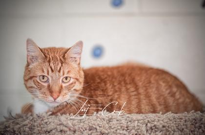 Enlarge Lewy, a Adoptable mixed breed in Kalispell, MT image 1/2