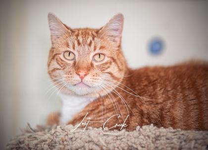 Enlarge Lewy, a Adoptable mixed breed in Kalispell, MT image 2/2