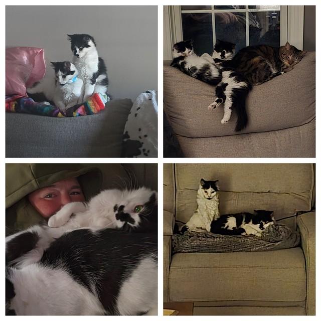 SPICE, Adoptable, Young Female Domestic Medium Hair.