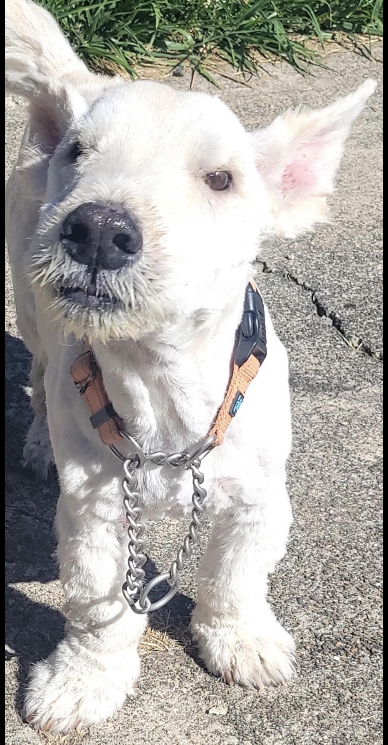 Enlarge Brody, a ADOPTABLE Scottish Terrier in Beaverton, OR image 2/4