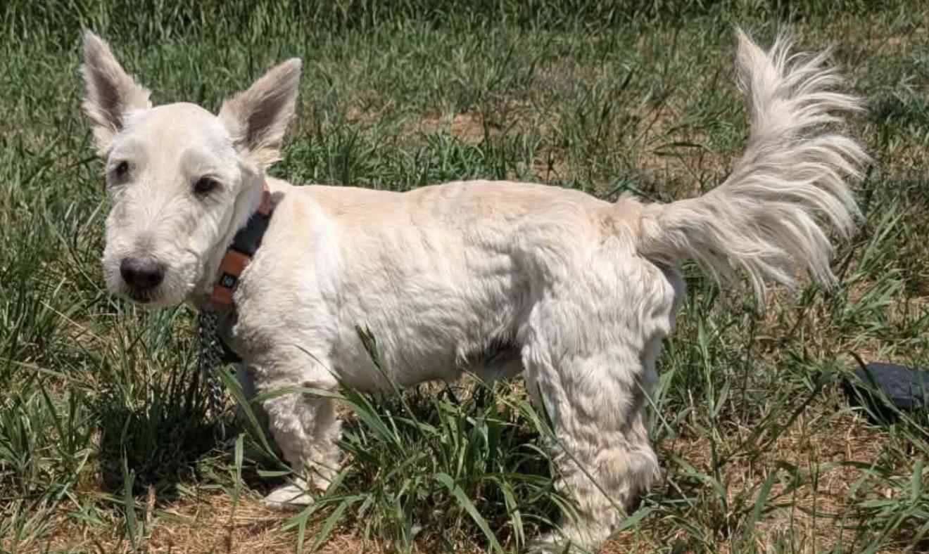 Brody, ADOPTABLE, Adult Male Scottish Terrier.