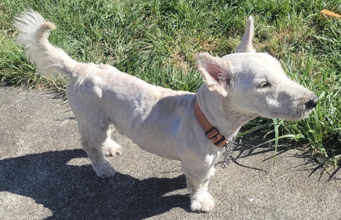 Enlarge Brody, a ADOPTABLE Scottish Terrier in Beaverton, OR image 3/4