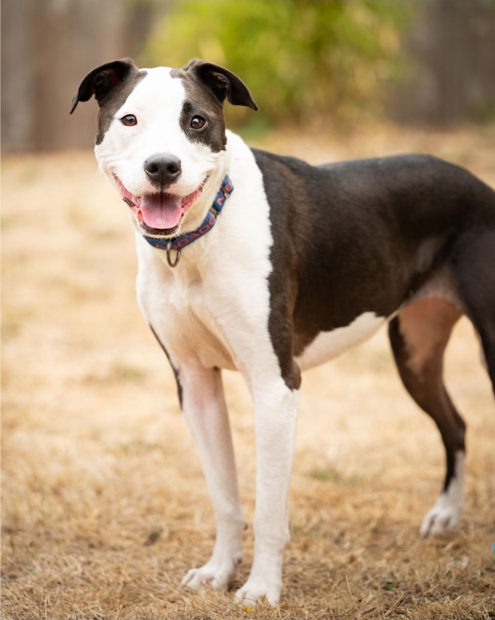 Mia, Adoptable, Adult Female Pit Bull Terrier.