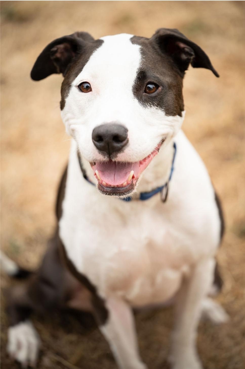 Enlarge Mia, a Adoptable mixed breed in yamhill, OR image 2/3