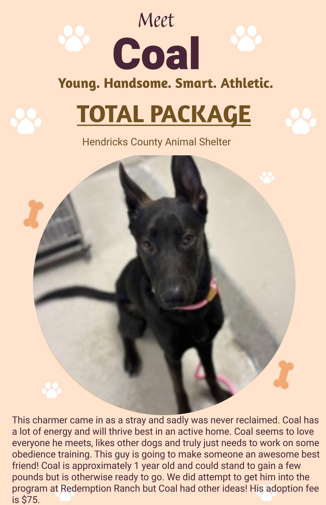 Coal, Adoptable, Adult Male Shepherd & Mixed Breed.