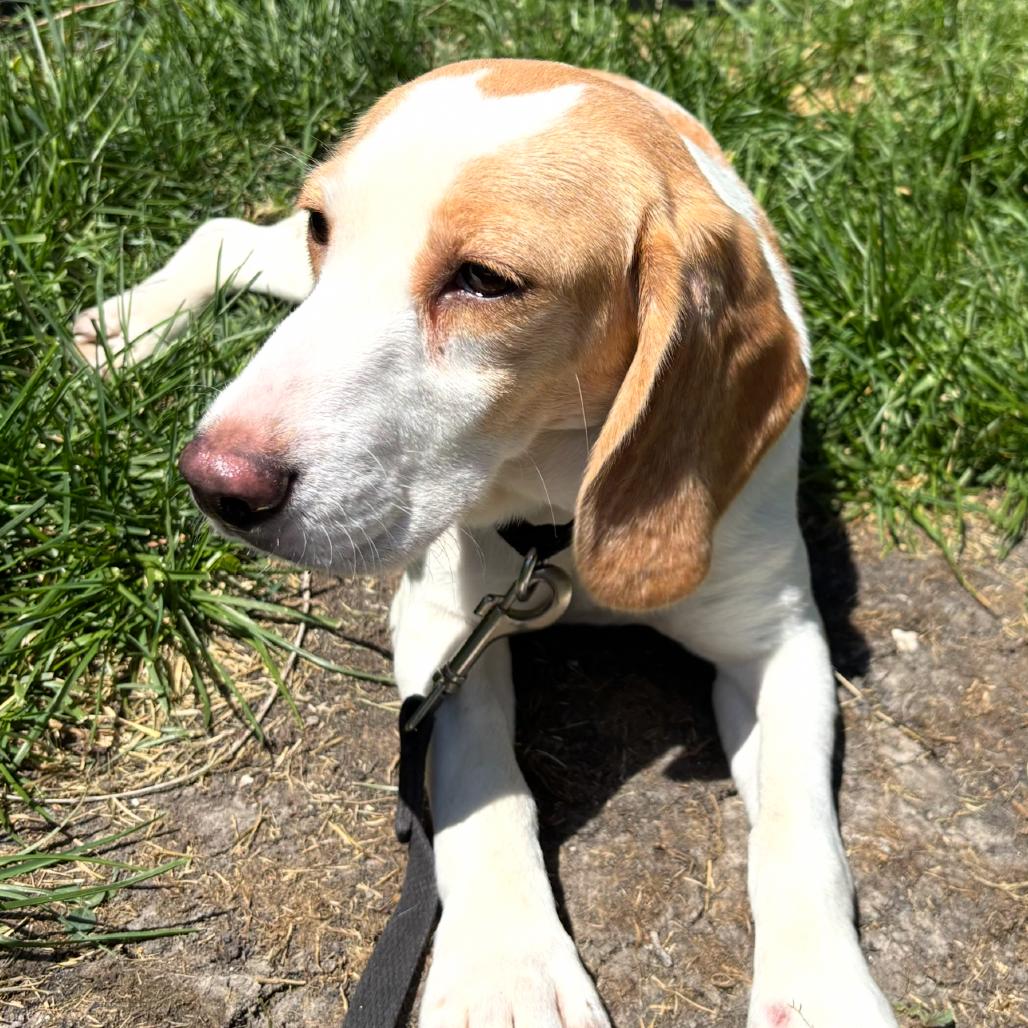 Maya, Adoptable, Adult Female Beagle.