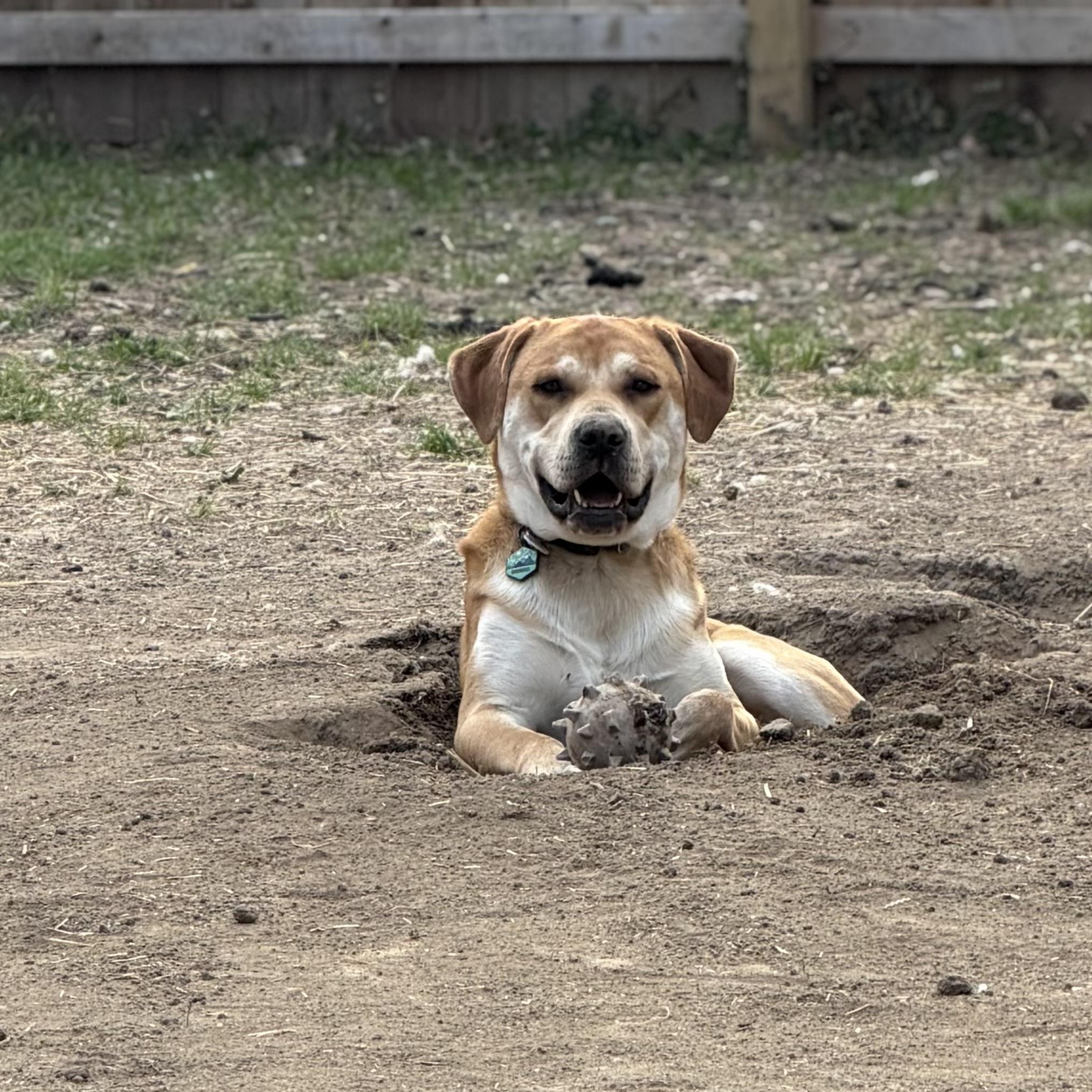 Enlarge Phoenix , a ADOPTABLE mixed breed in Olathe, KS image 5/6