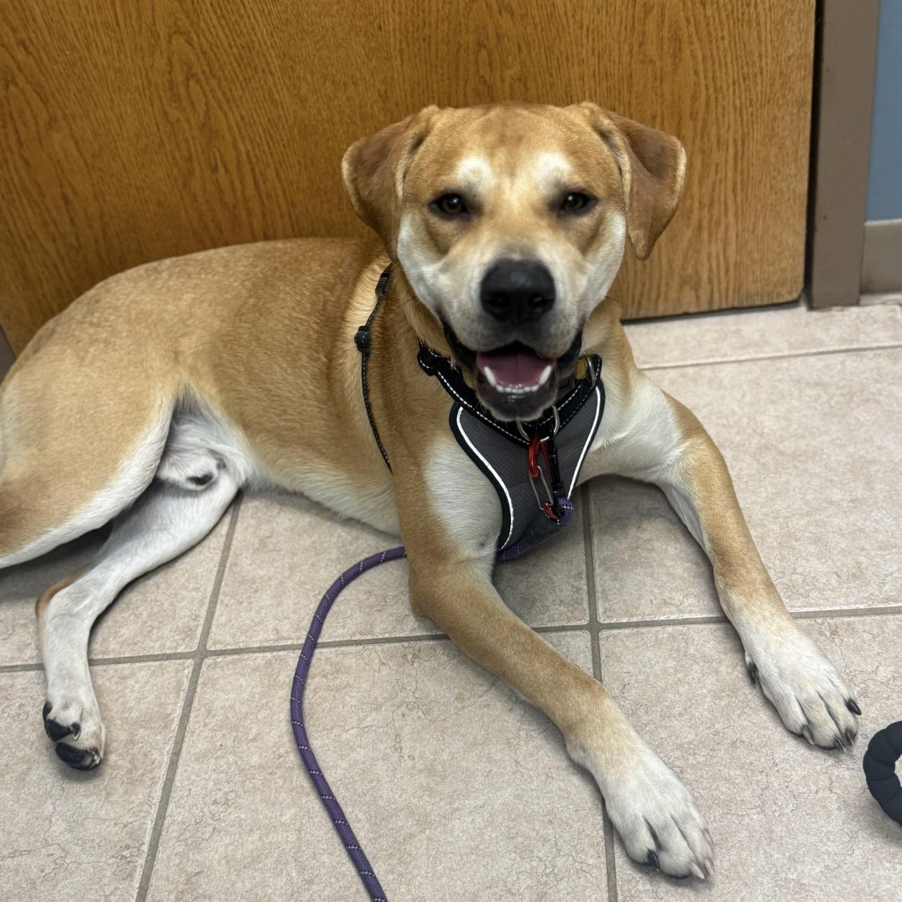 Enlarge Phoenix , a ADOPTABLE mixed breed in Olathe, KS image 4/4