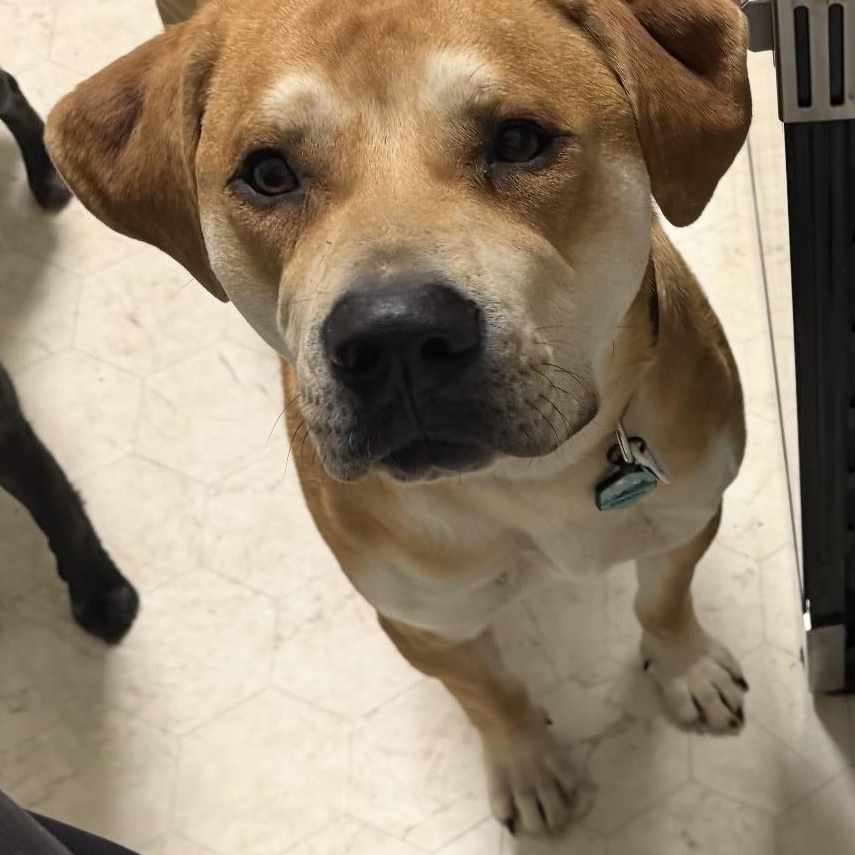 Enlarge Phoenix , a ADOPTABLE mixed breed in Olathe, KS image 2/4