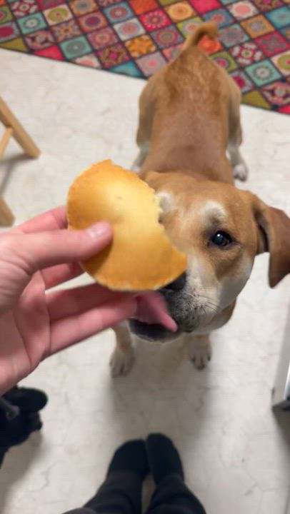 Enlarge Phoenix , a ADOPTABLE mixed breed in Olathe, KS video 6/6