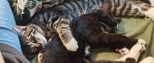 CHOCO TACO, Adoptable, Young Male Domestic Short Hair.