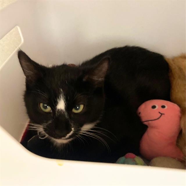 Enlarge CHOCO TACO, a Adoptable Domestic Short Hair in Aurora, CO image 1/1