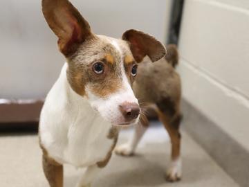 Feisty, a Adoptable mixed breed in Virginia Beach, VA image 1/3