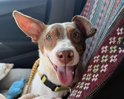 Enlarge Feisty, a Adoptable mixed breed in Virginia Beach, VA image 2/3