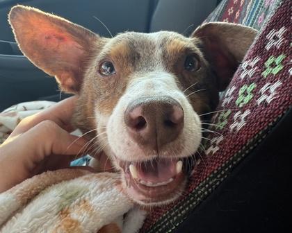 Feisty, a Adoptable mixed breed in Virginia Beach, VA image 3/3