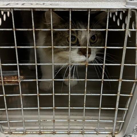 Moxie, a Adoptable Domestic Long Hair in Coos Bay, OR image 1/2