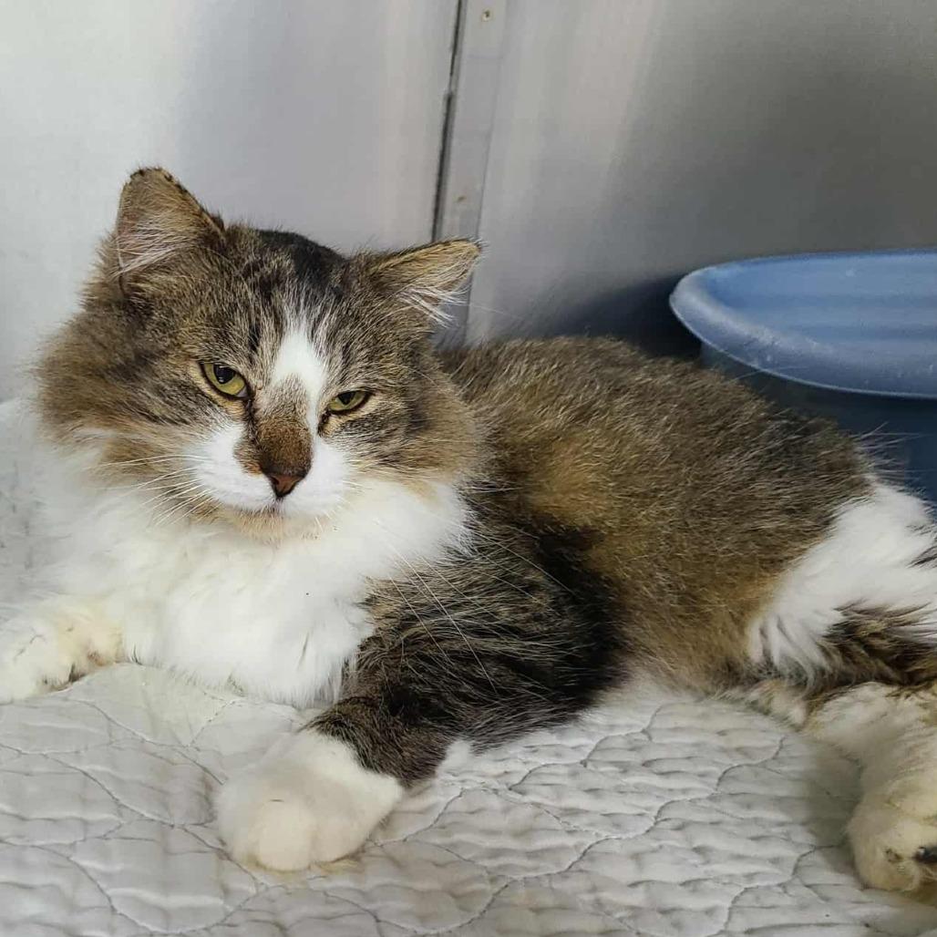 Moxie, Adoptable, Young Female Domestic Long Hair.