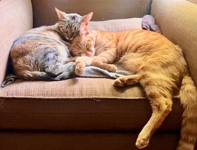 Enlarge Carrot Cake**Video**, a Adoptable American Shorthair in Pasadena, CA image 2/6