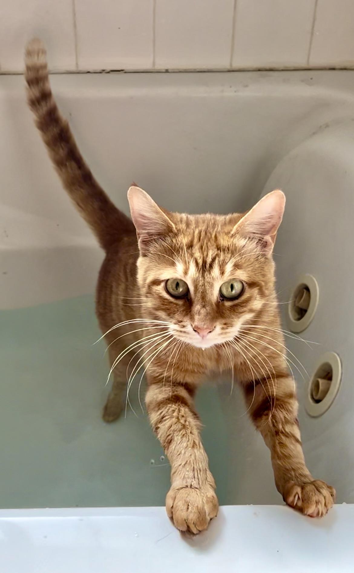 Enlarge Carrot Cake**Video**, a Adoptable American Shorthair in Pasadena, CA image 1/6