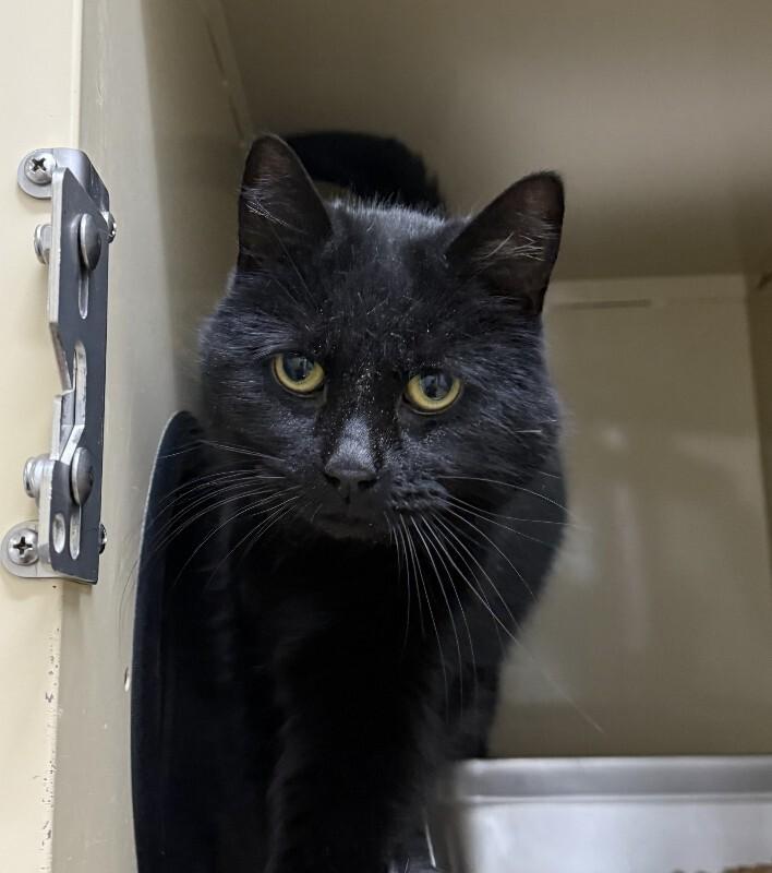 Sissy, Adoptable, Senior Female Domestic Short Hair.