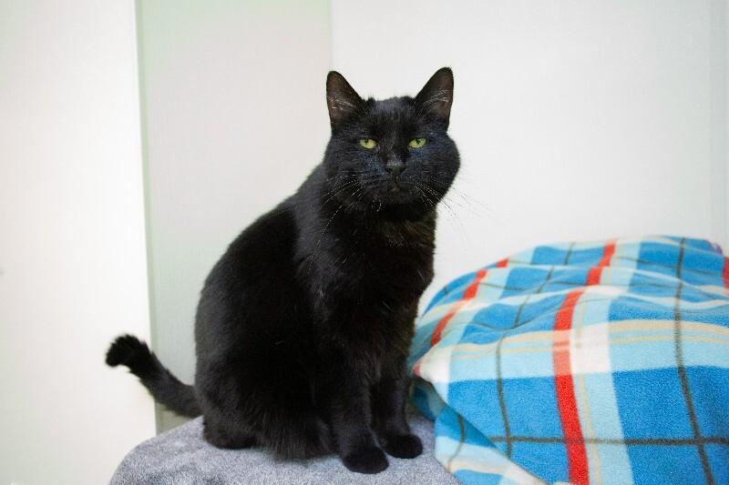 Enlarge Sissy, a Adoptable Domestic Short Hair in Arlington, WA image 2/6