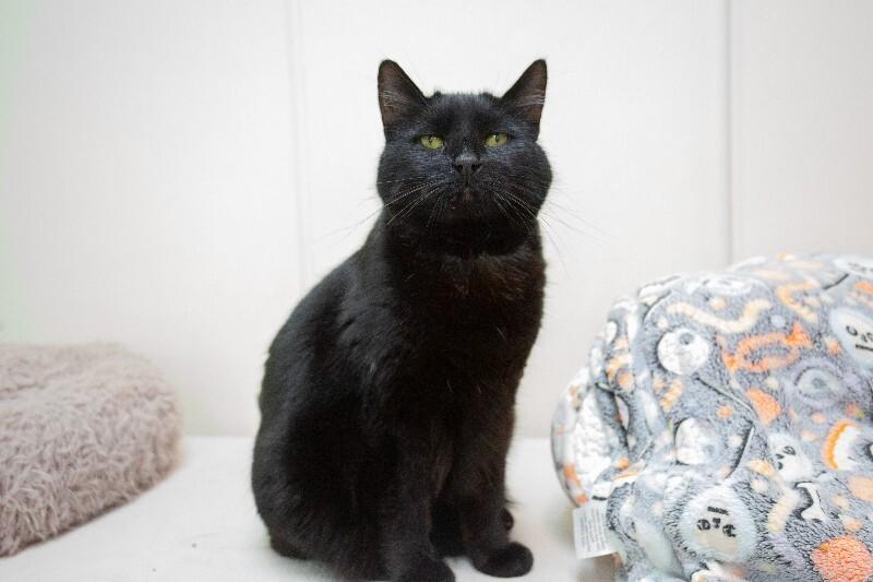 Enlarge Sissy, a Adoptable Domestic Short Hair in Arlington, WA image 3/6