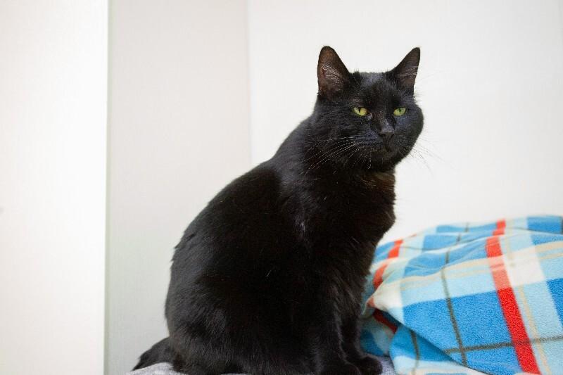 Enlarge Sissy, a Adoptable Domestic Short Hair in Arlington, WA image 4/6