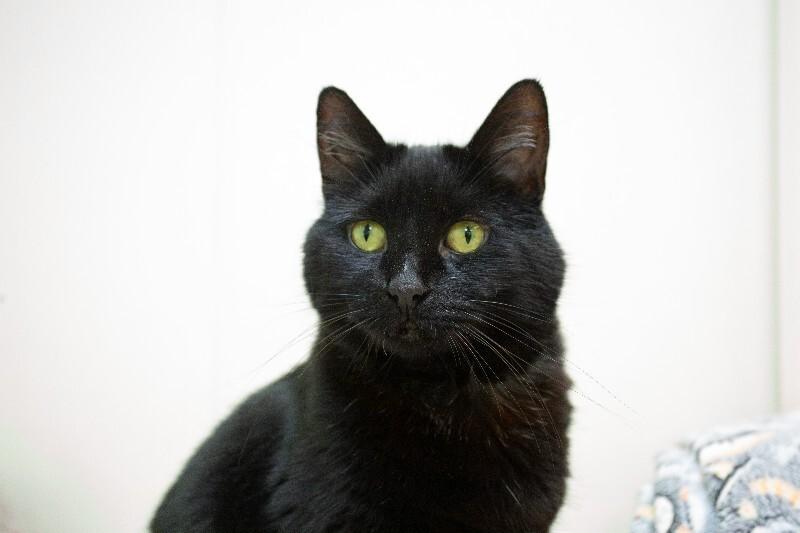 Enlarge Sissy, a Adoptable Domestic Short Hair in Arlington, WA image 6/6