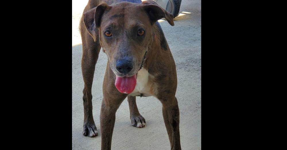 Lydia Lu, Adoptable, Adult Female Catahoula Leopard Dog & Labrador Retriever.