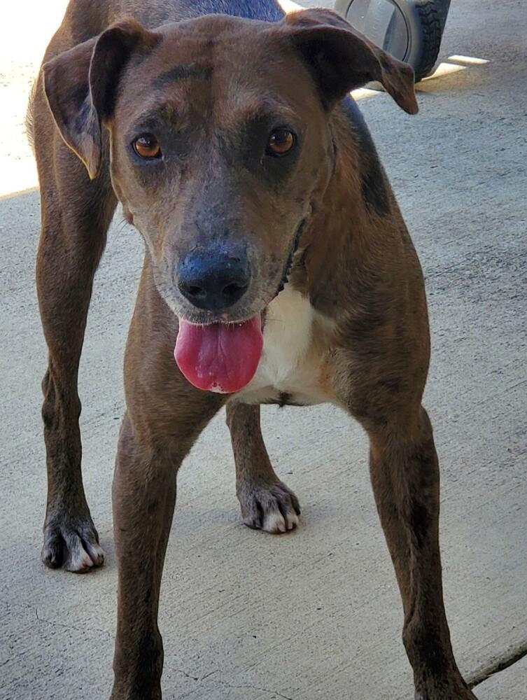 Enlarge Lydia Lu, a Adoptable mixed breed in Harlingen, TX image 1/1