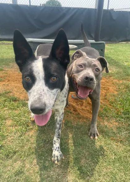 Pebbles, Adoptable, Adult Female Mixed Breed & Mixed Breed.