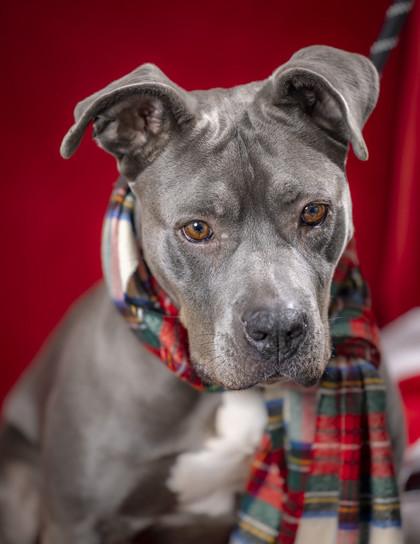 Pebbles, a Adoptable Mixed Breed in Memphis, TN image 1/3