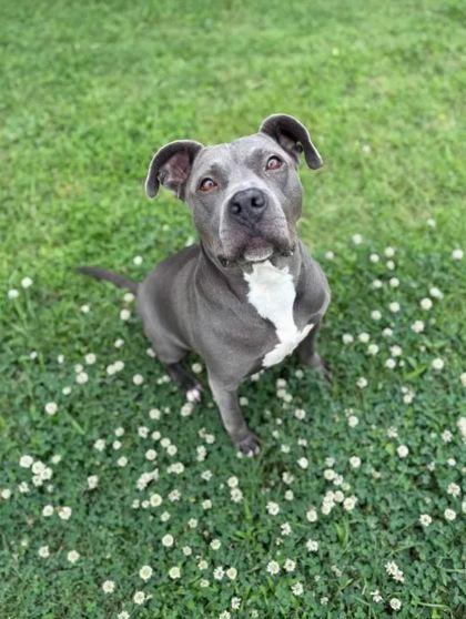 Pebbles, Adoptable, Adult Female Mixed Breed & Mixed Breed.