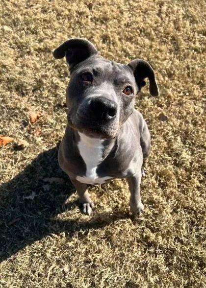 Enlarge Pebbles, a Adoptable Mixed Breed in Memphis, TN image 3/3