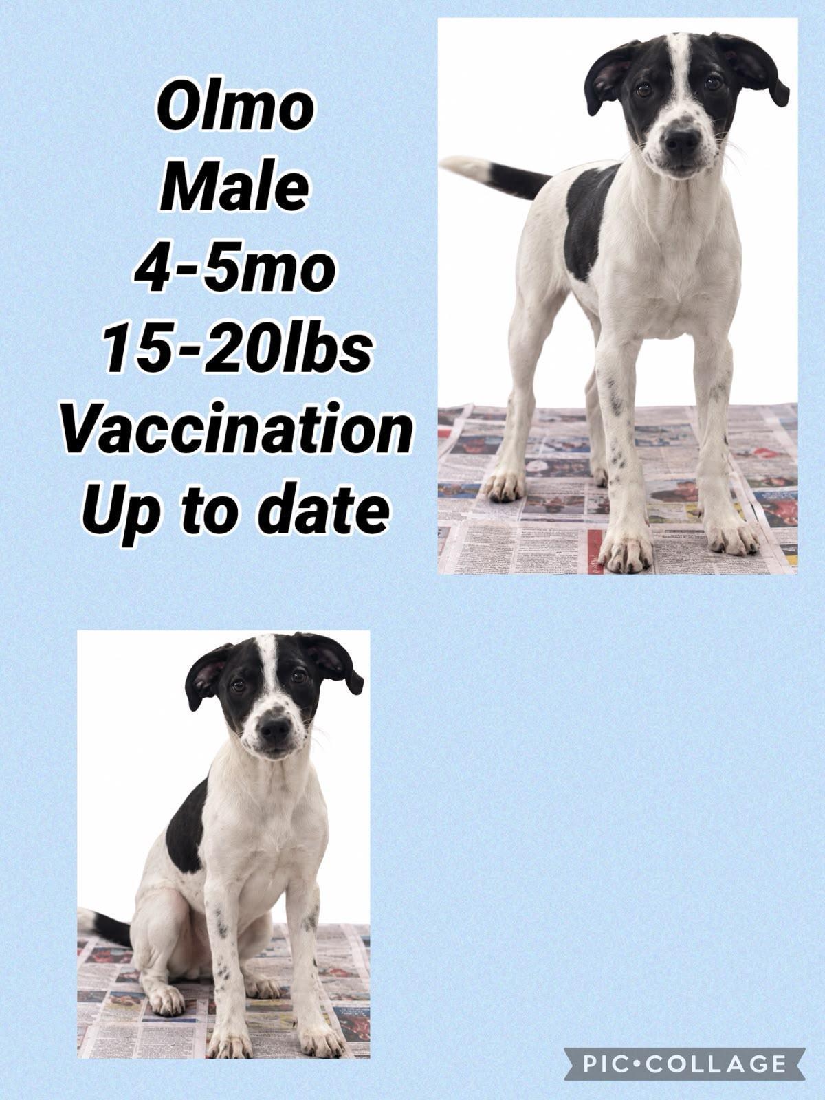 Enlarge Olmo, a Adoptable mixed breed in Virginia Beach, VA image 1/1