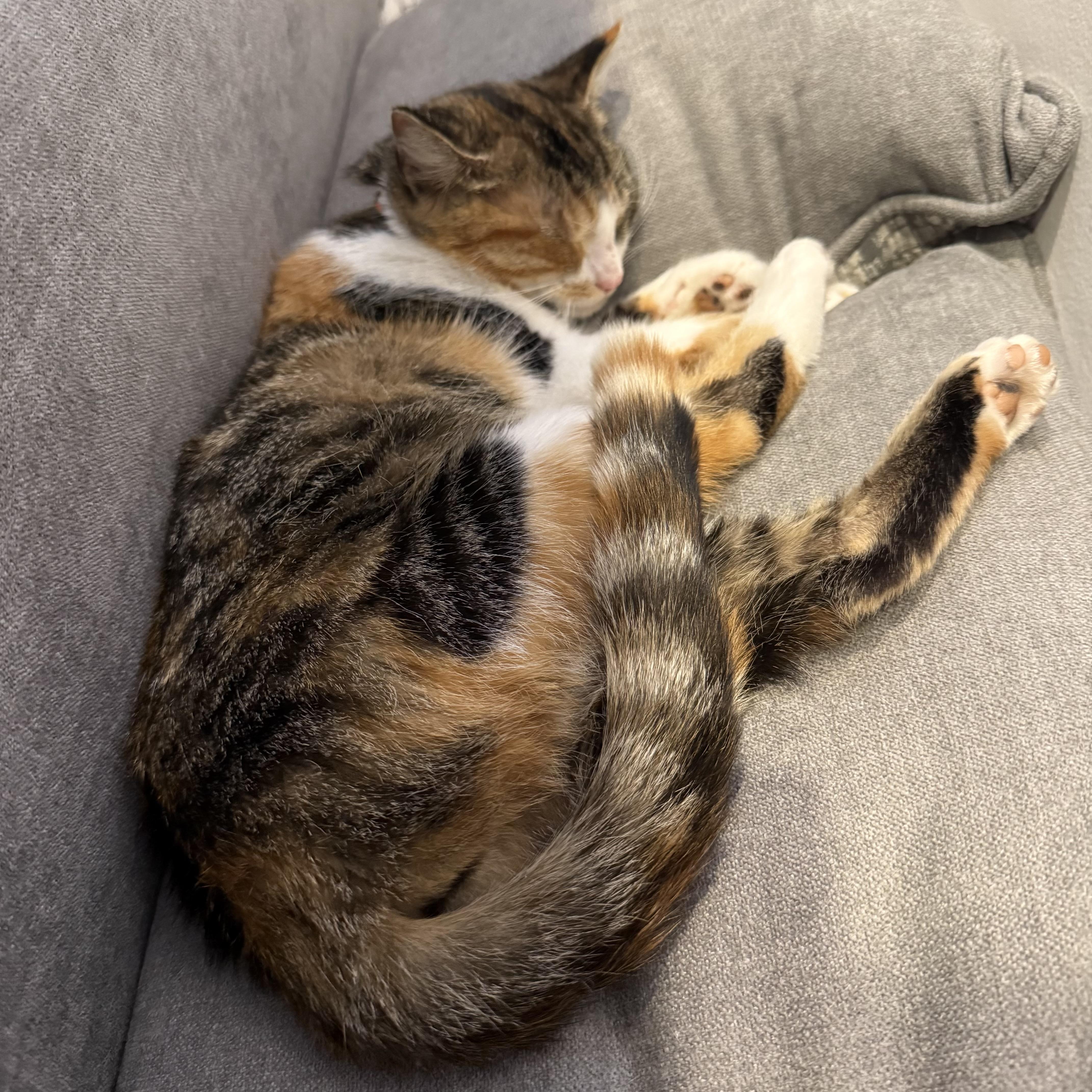 Delia, an adopted Calico in Chicago, IL image 5/5