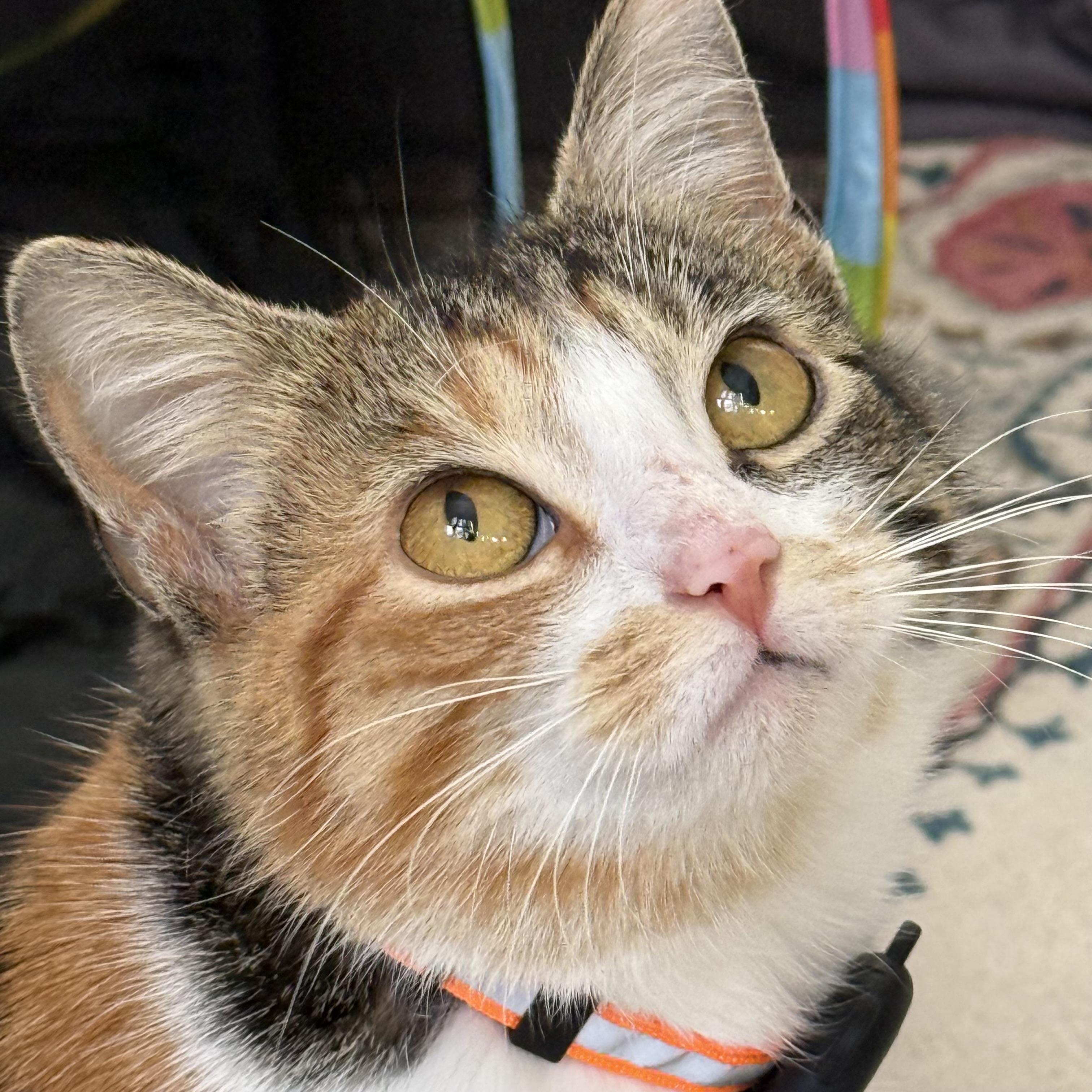 Delia, adopted, Young Female Calico.