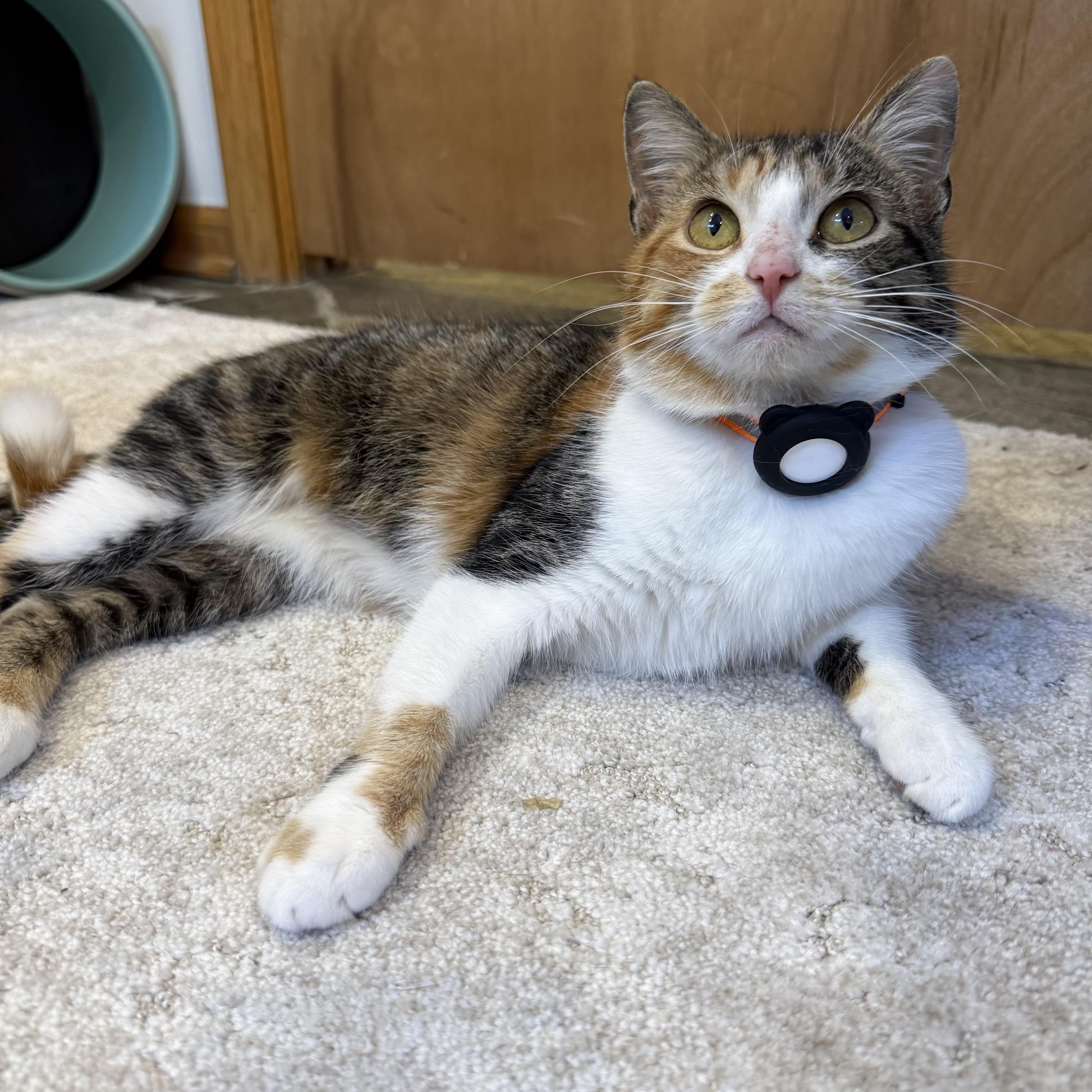 Delia, an adopted Calico in Chicago, IL image 3/5