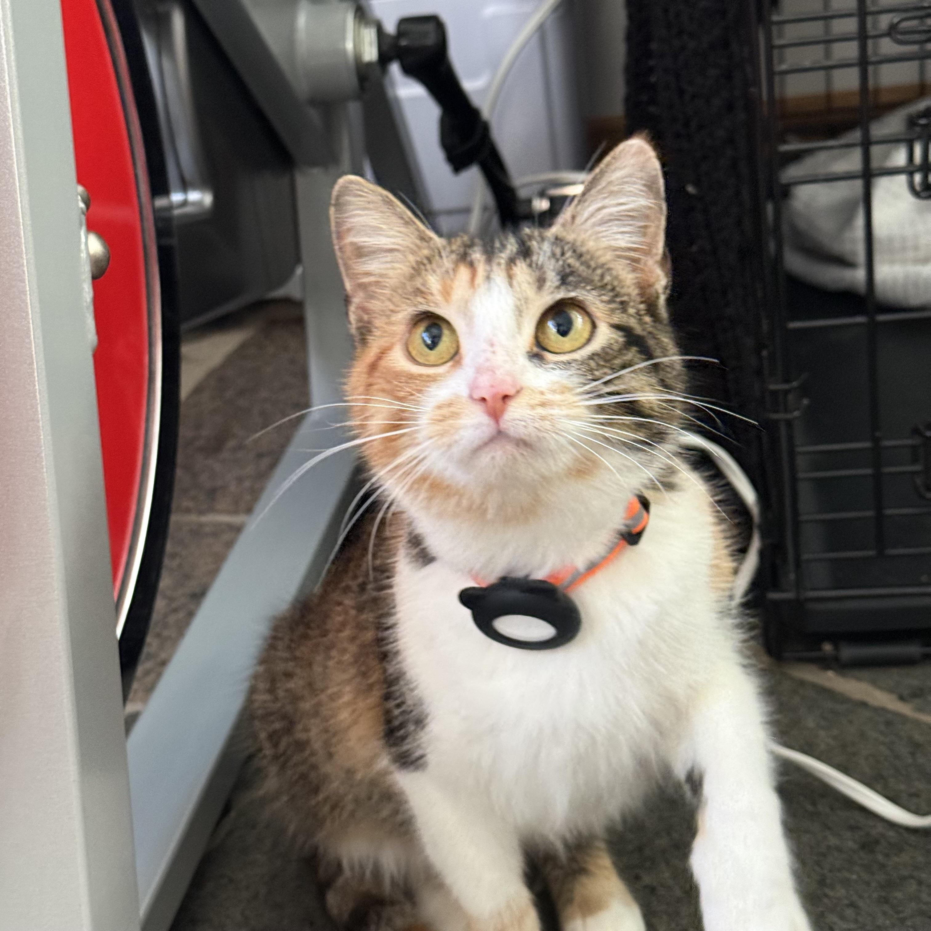 Delia, an adopted Calico in Chicago, IL image 4/5