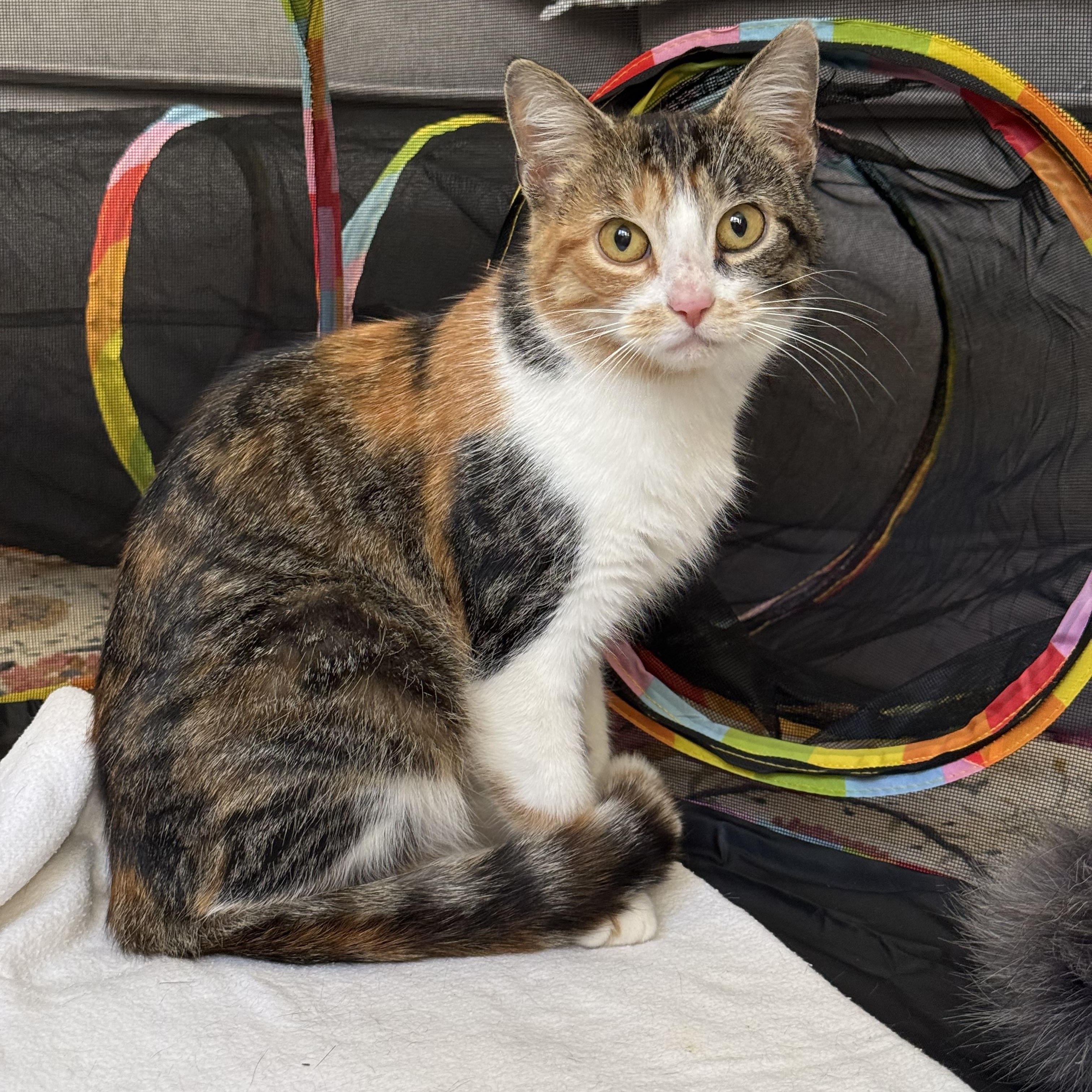 Delia, an adopted Calico in Chicago, IL image 2/5