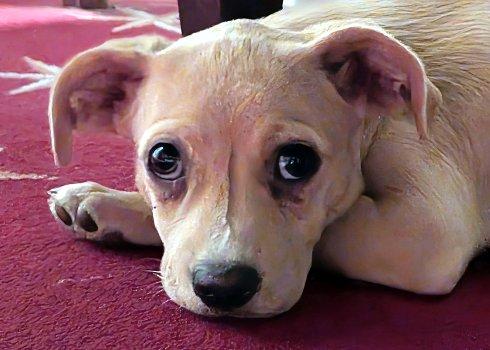Lottie, Adoptable, Puppy Female Chihuahua & Terrier.