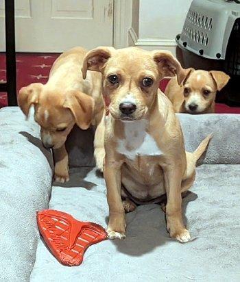 Enlarge Lottie, a Adoptable mixed breed in Bedford Hills, NY image 3/6