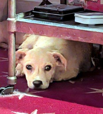 Enlarge Lottie, a Adoptable mixed breed in Bedford Hills, NY image 5/6