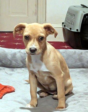 Enlarge Lottie, a Adoptable mixed breed in Bedford Hills, NY image 4/6