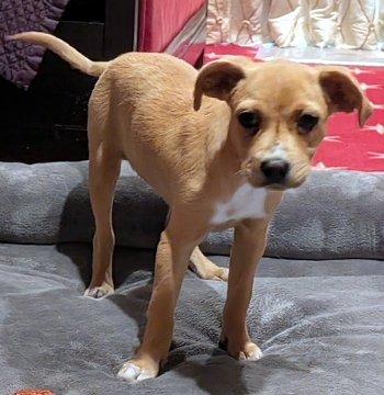 Enlarge Lottie, a Adoptable mixed breed in Bedford Hills, NY image 2/6