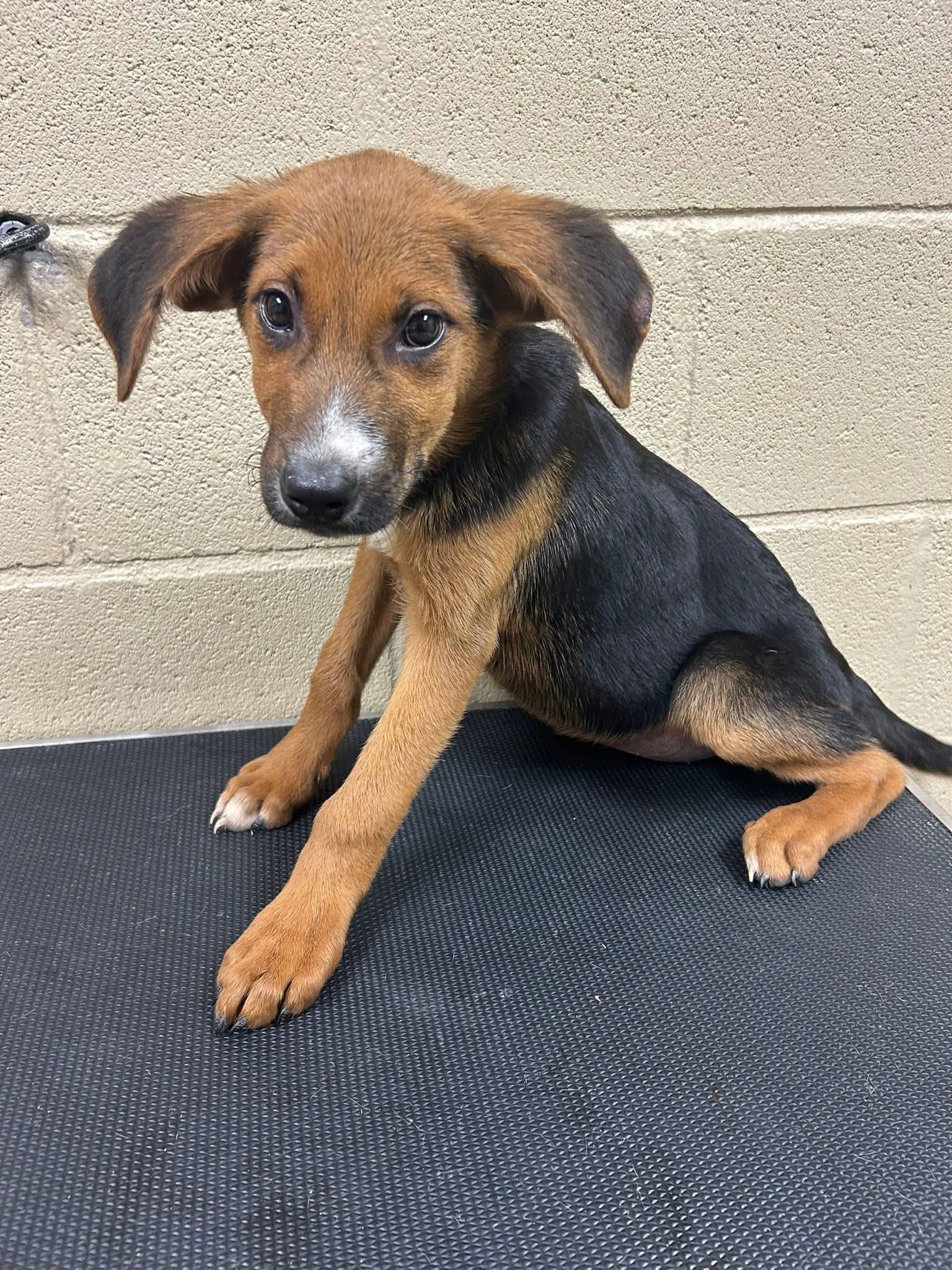 Dolly, ADOPTABLE, Puppy Female Shepherd.