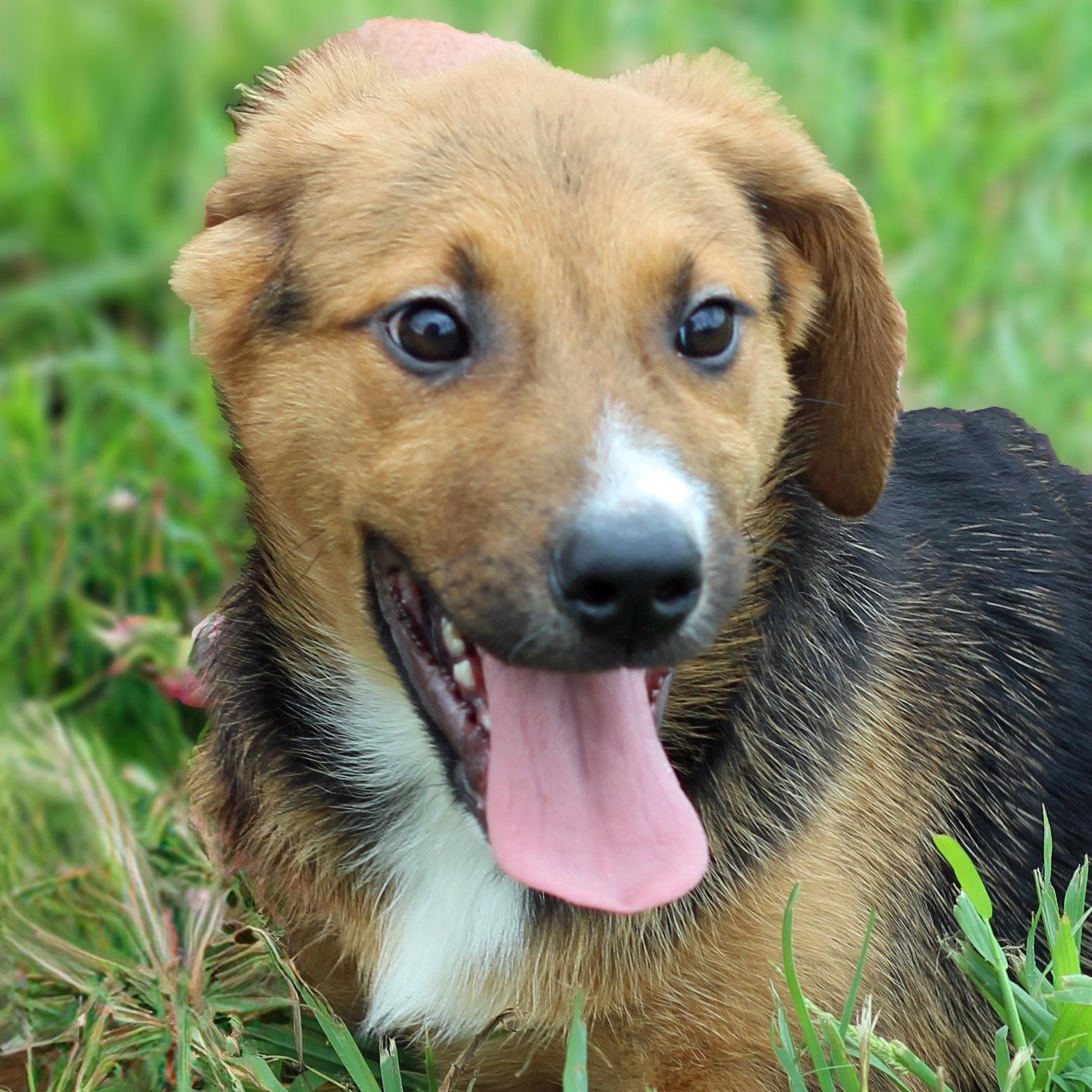 Dolly, Adopted, Puppy Female Shepherd.