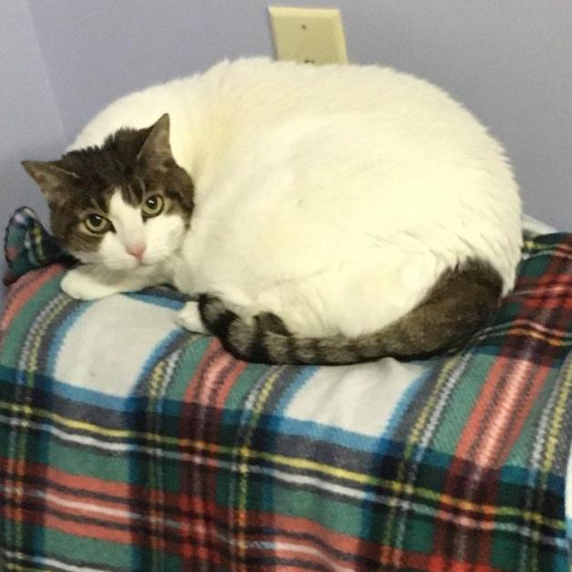 Princess, Adoptable, Senior Female Domestic Short Hair.