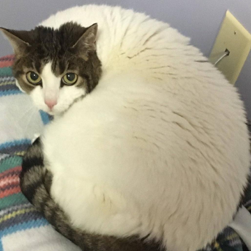 Princess, a Adoptable Domestic Short Hair in Brimfield, MA image 2/2