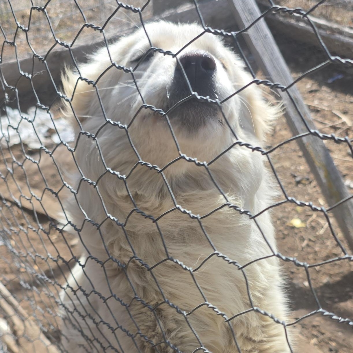 Storm, adopted, Young Female Labrador Retriever & Great Pyrenees.